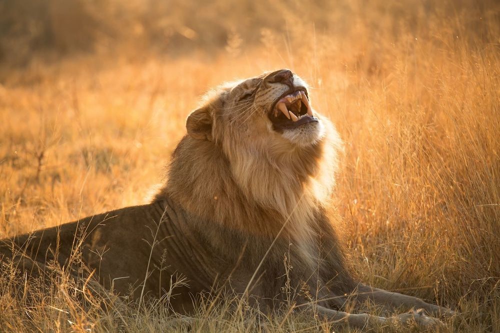 undefined Nkala Safari Lodge 7