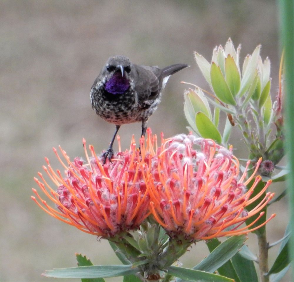Bitou River Lodge Luxury Double Room 13