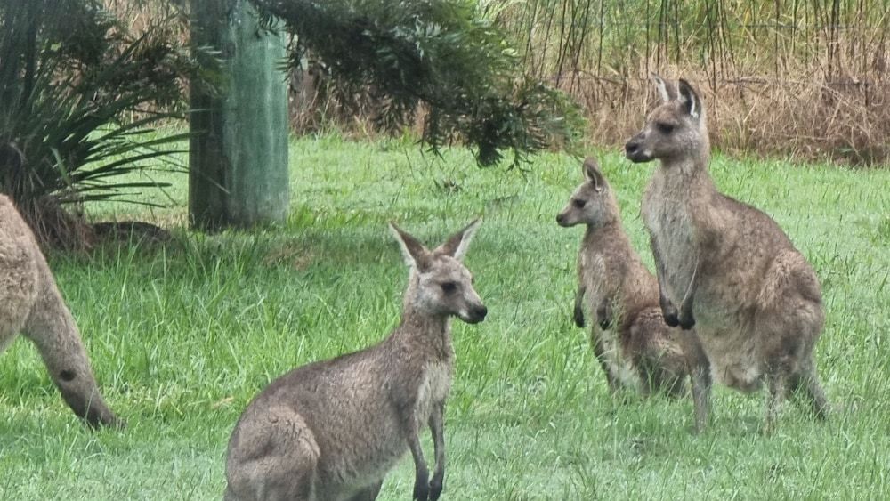 Vacy Hunter Valley Lodge Deluxe Double Room, 1 Queen Bed 8