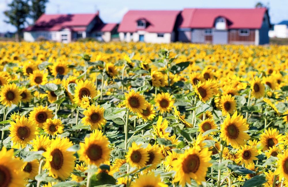 undefined METEOR SHOWER 6