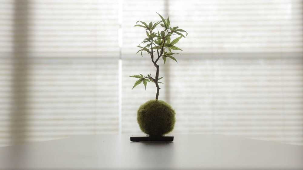 Staypia Condominium Namba Ebisu Deluxe Apartment 11