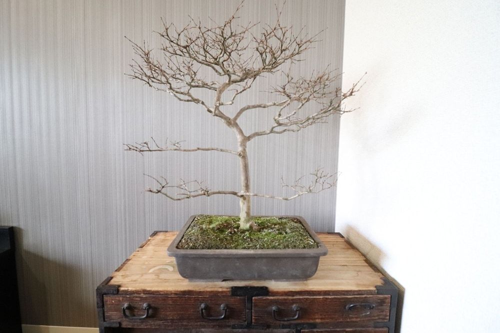 Serenite Nippombashi City Apartment 17