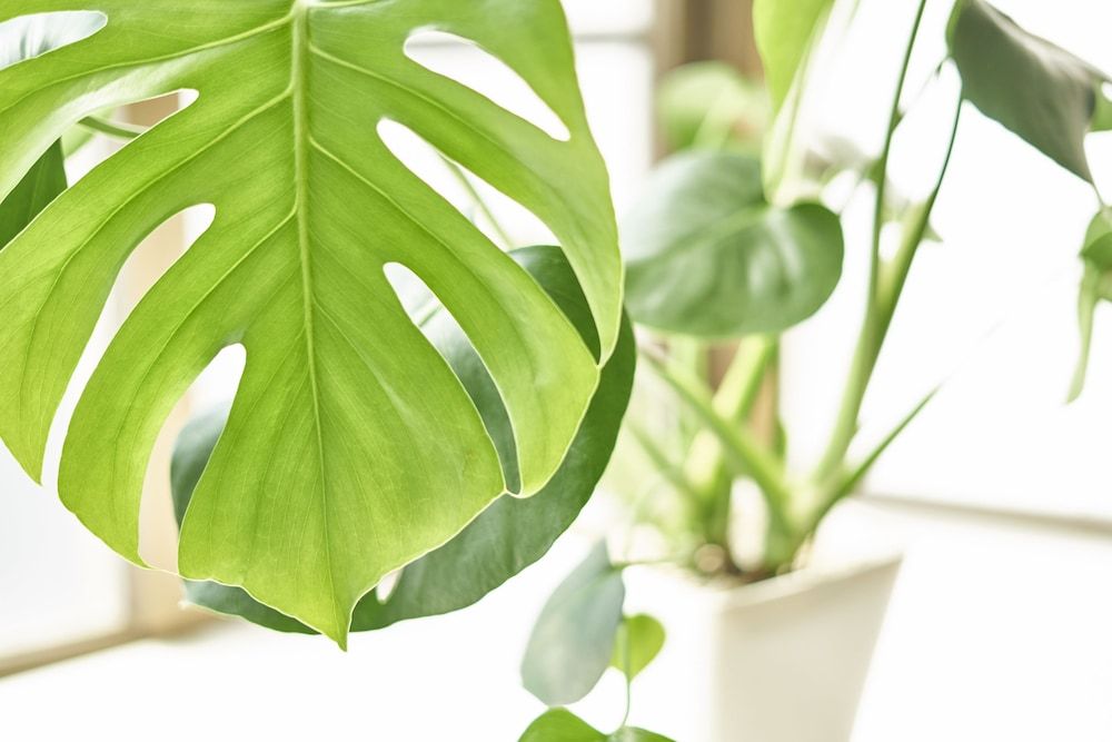 undefined KOH Kyoto 2