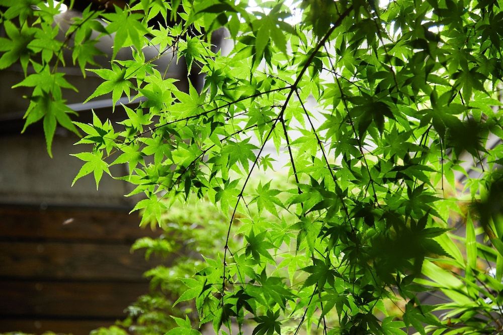 undefined Marukyo Gakurinan 4