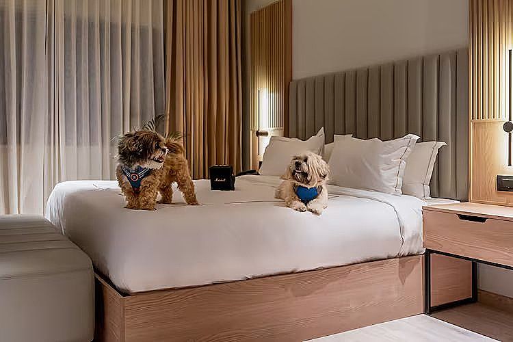 Executive Interconnected Family Suites with Bathtub and Balcony