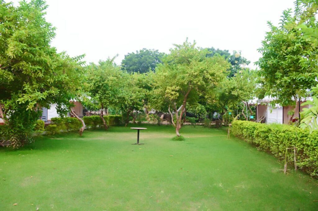 garden