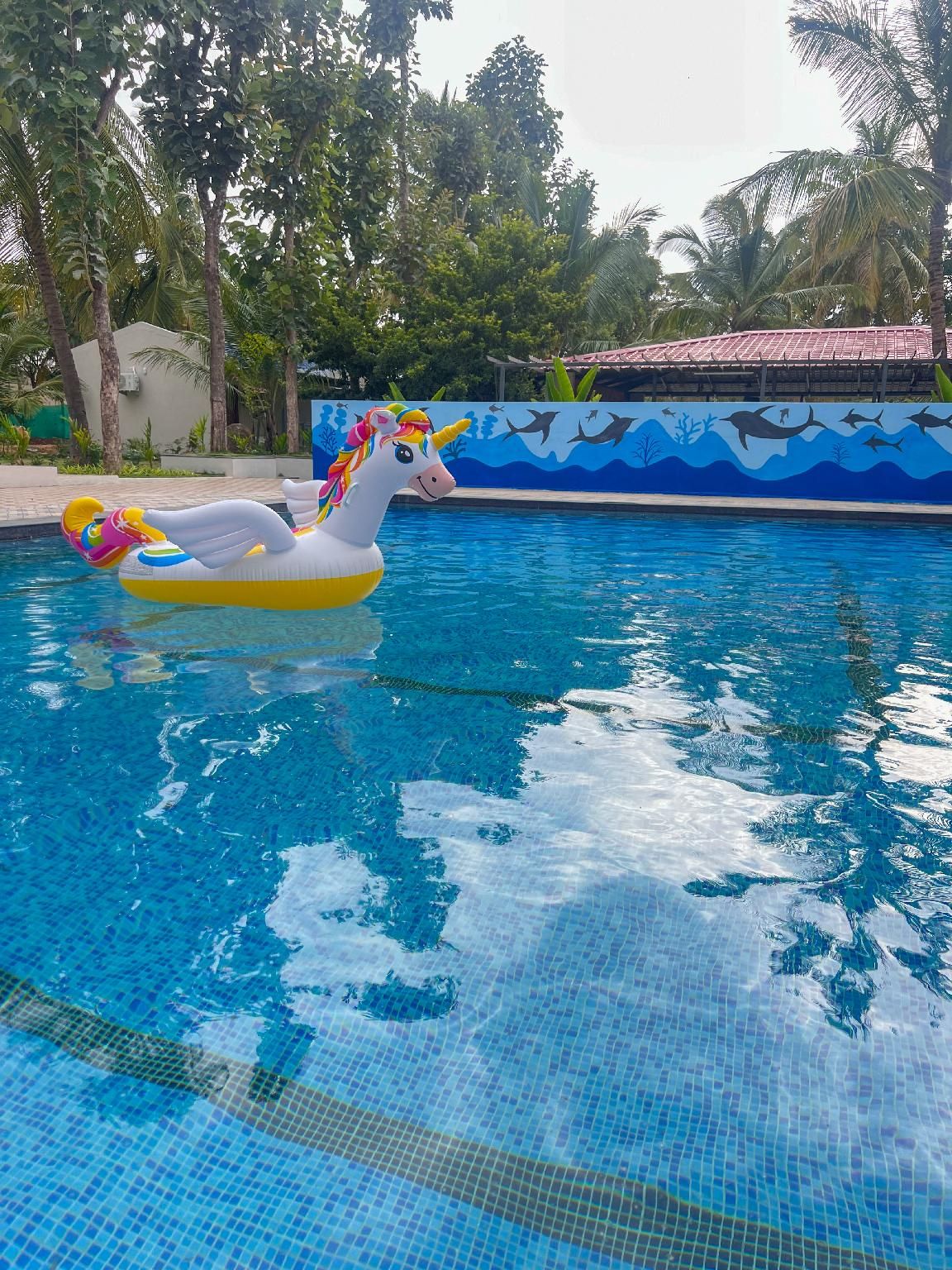 swimming pool [outdoor]