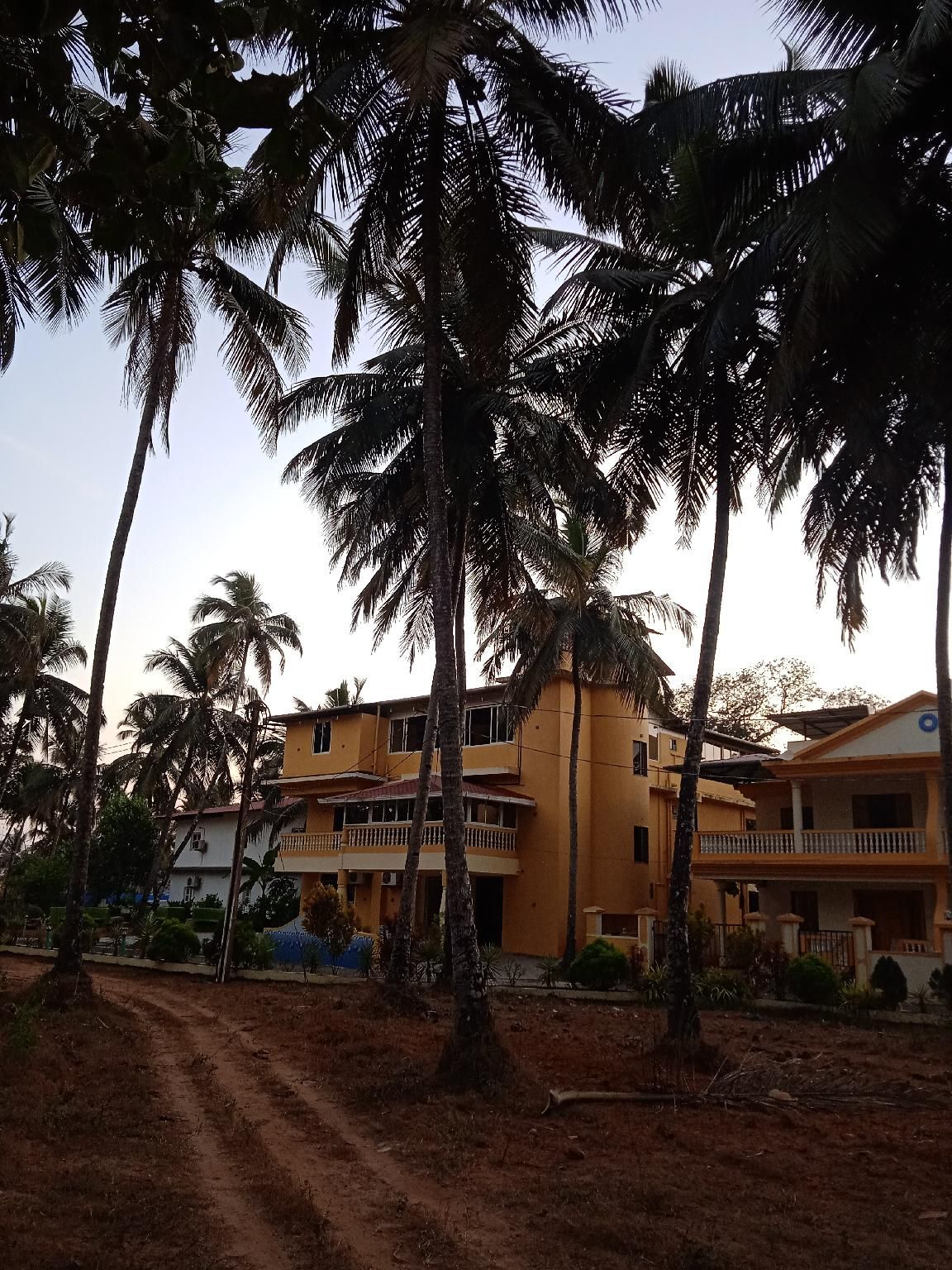 Majestic Palms