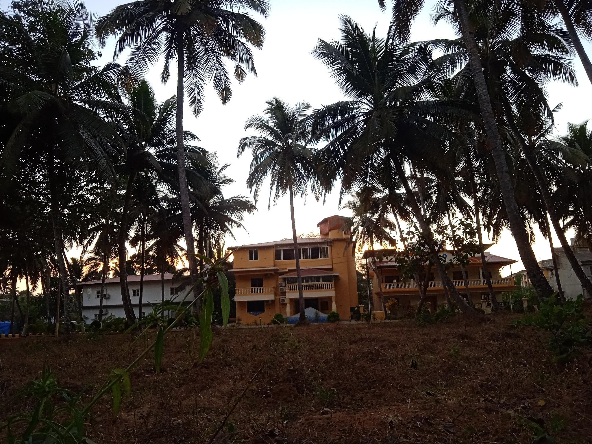 Majestic Palms