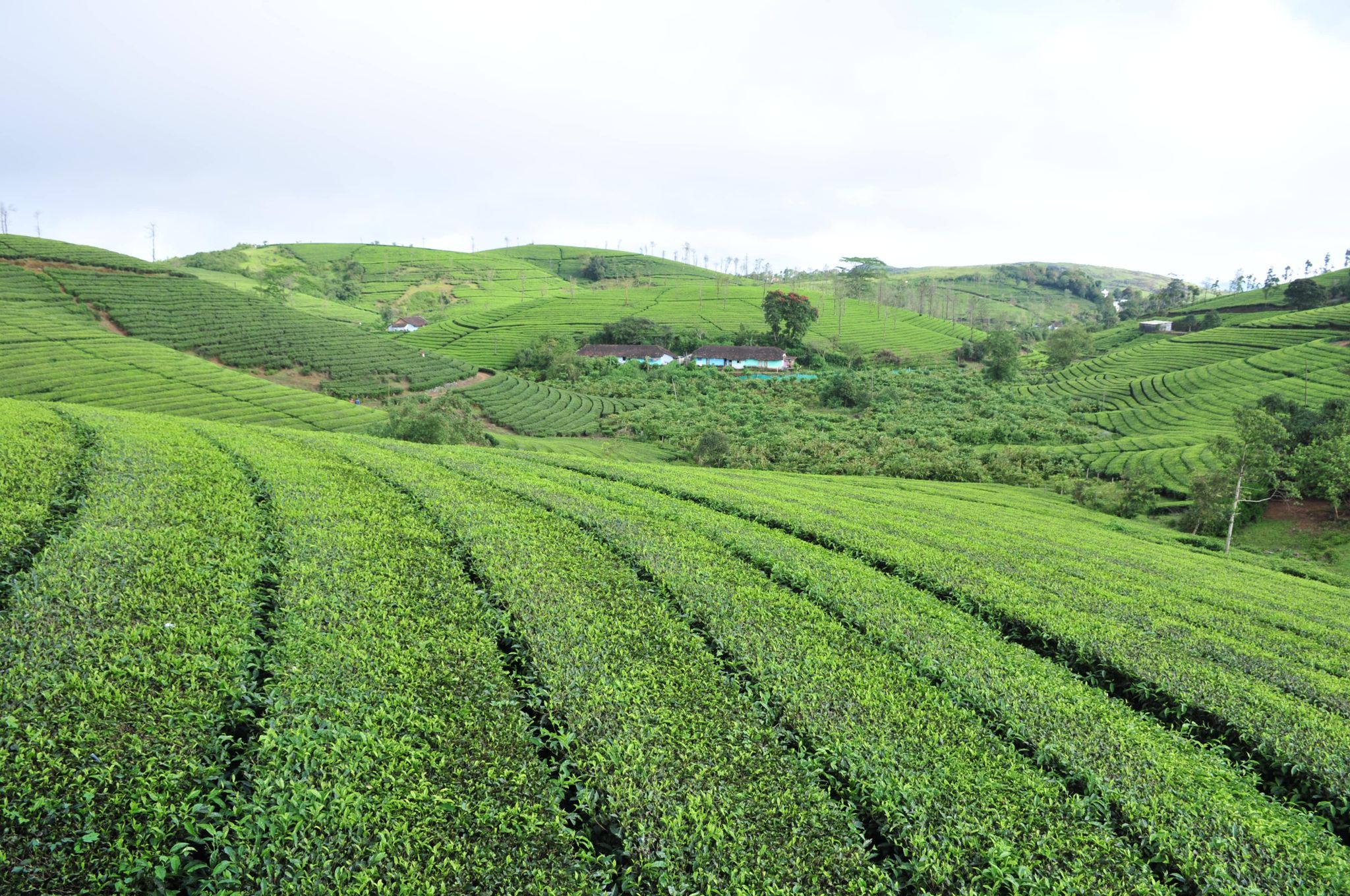 Kudaram County Resorts Green Tea 68