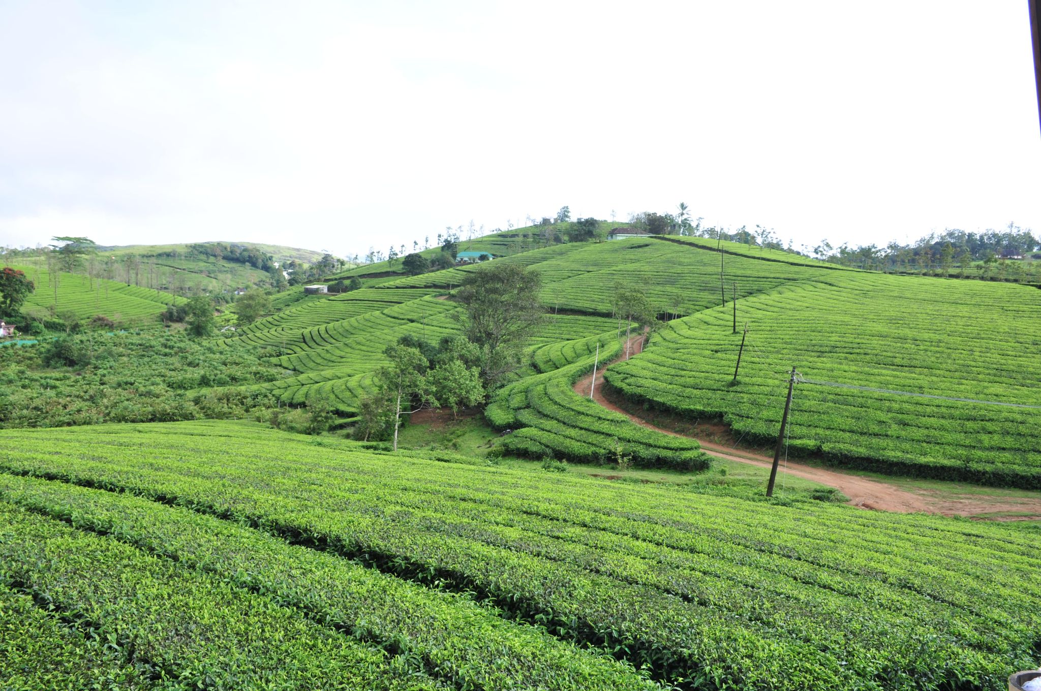 Kudaram County Resorts Spice Tea 83