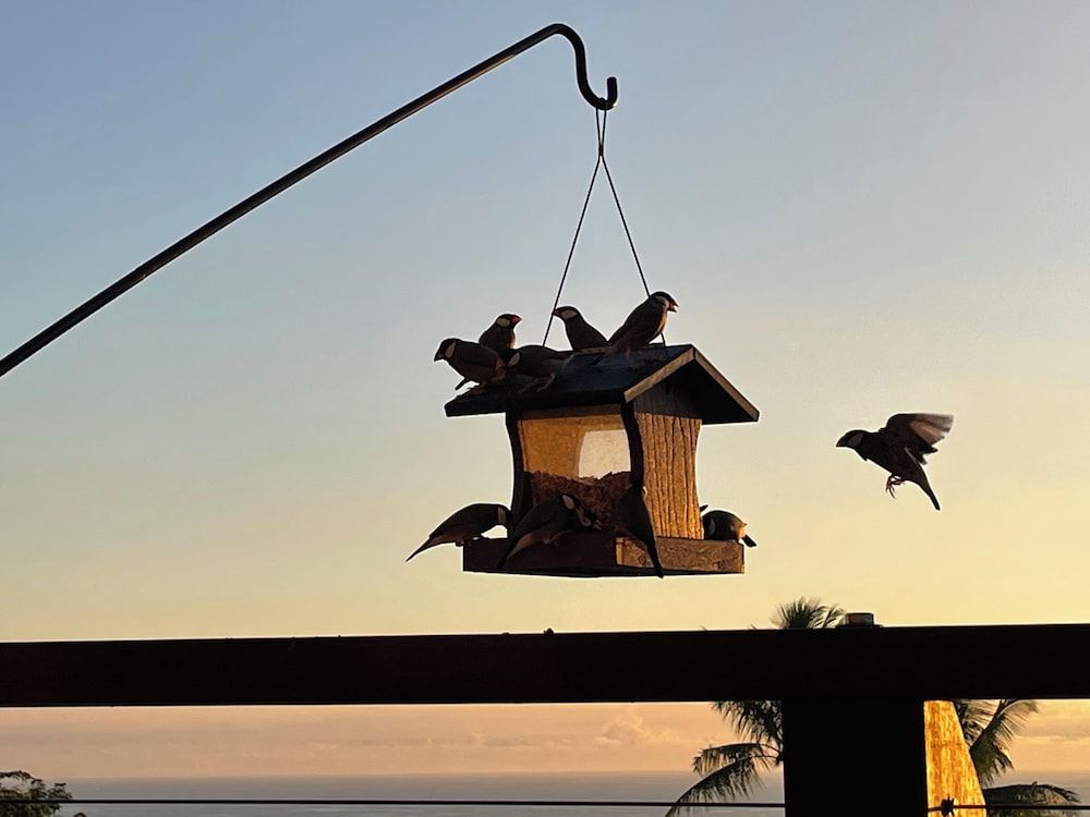 Hawaii Magic Skies Farmstay Luxury Quadruple Room, Multiple Beds, Ocean View 3