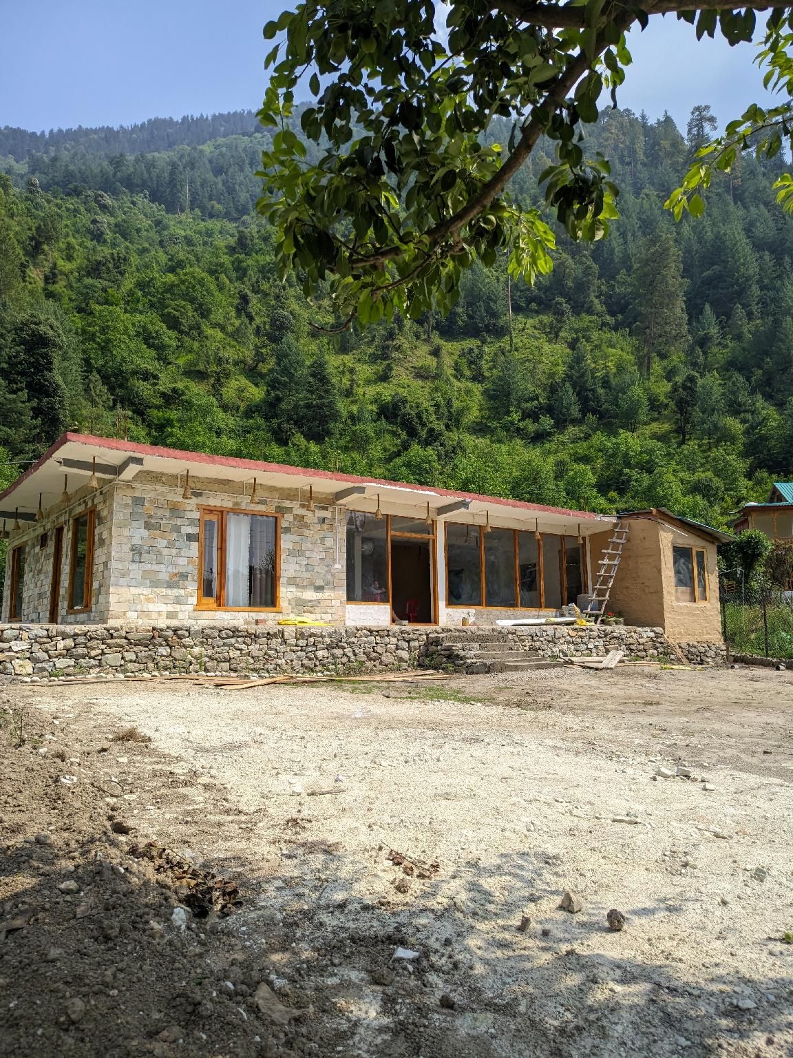 Himalayan willow
