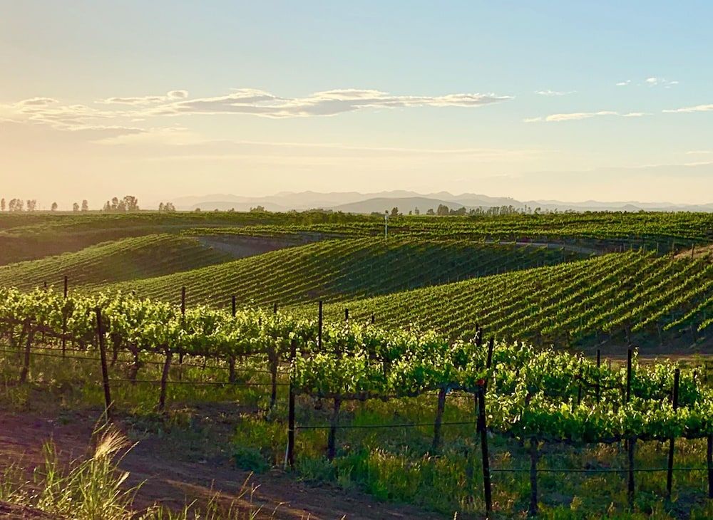 Domaine Chardonnay Chapel Suite 5