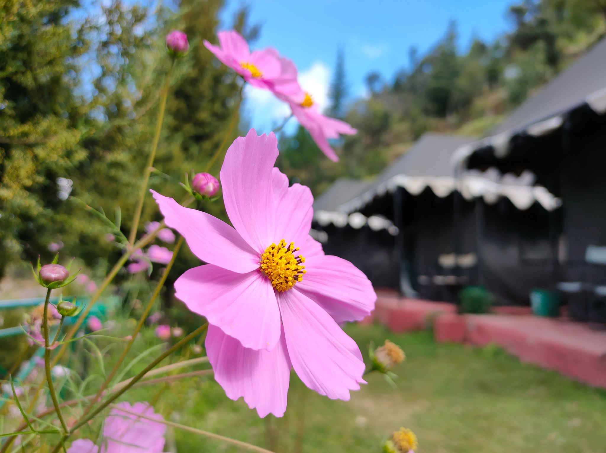 undefined Whispering Pines Himalayan Retreat 6