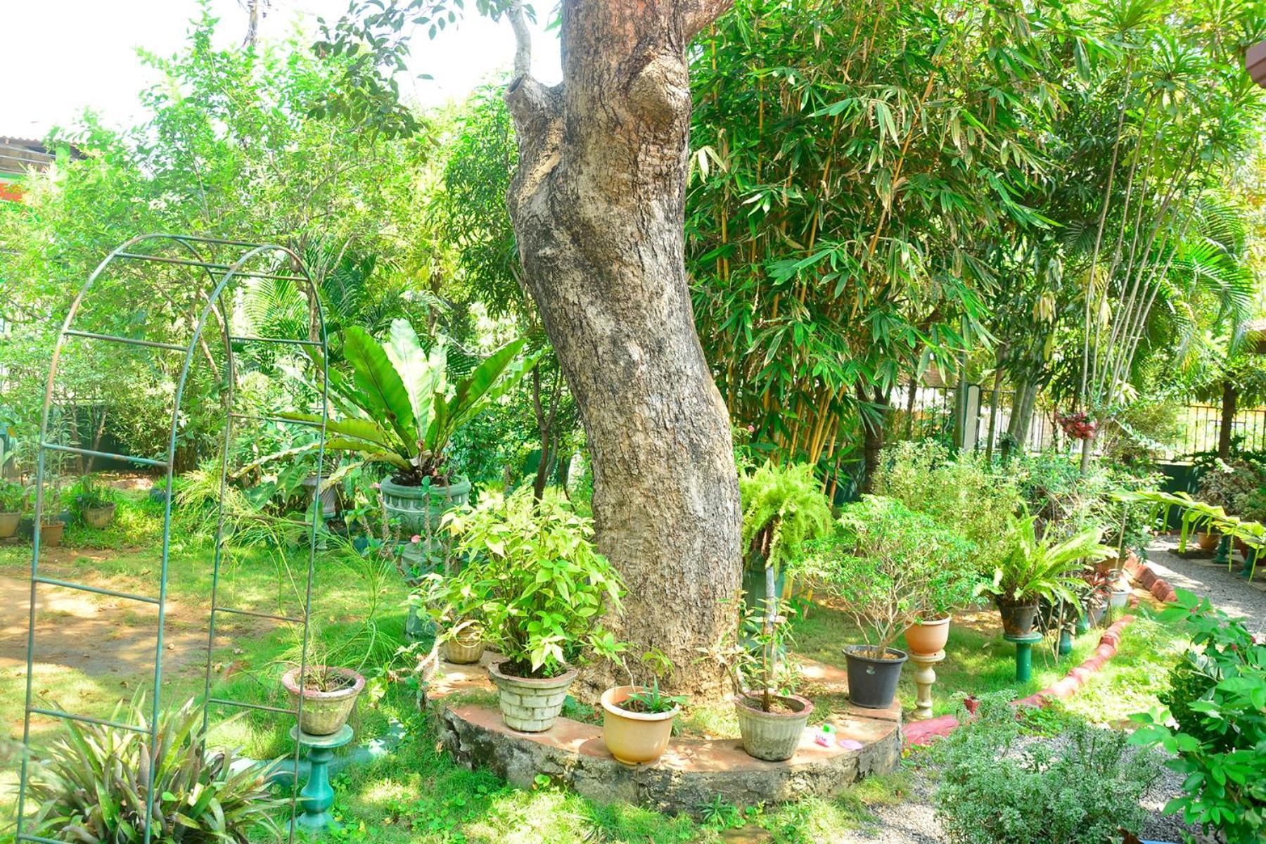 garden