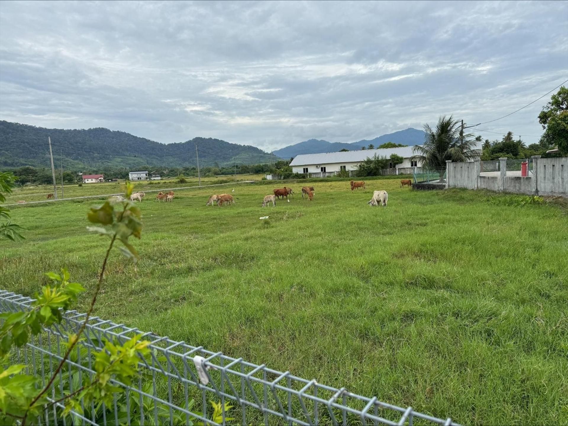 Paddy Field White House