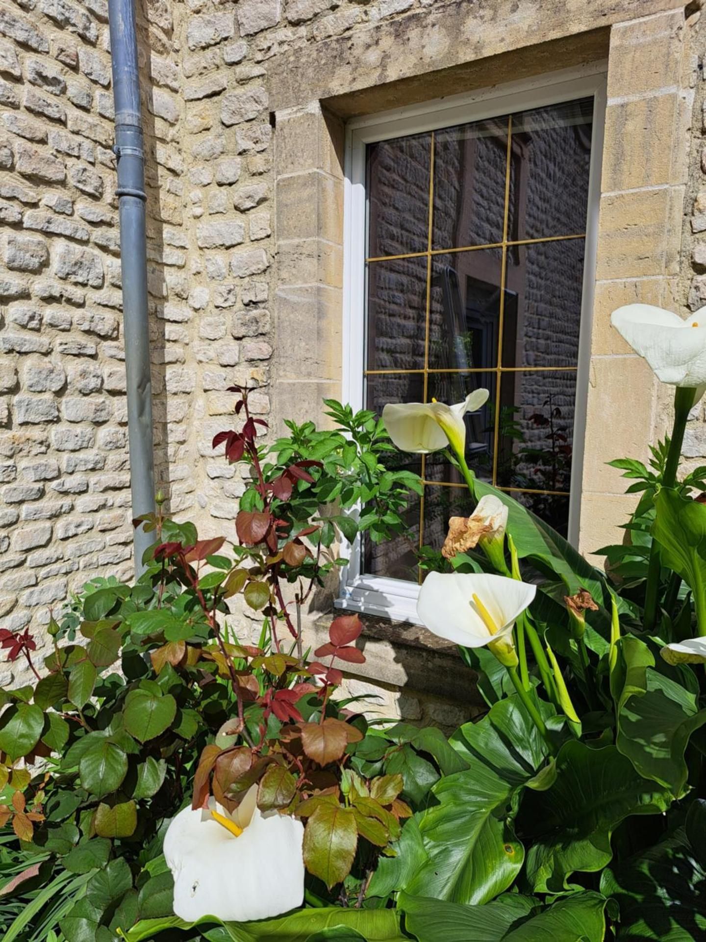 la queue du chat