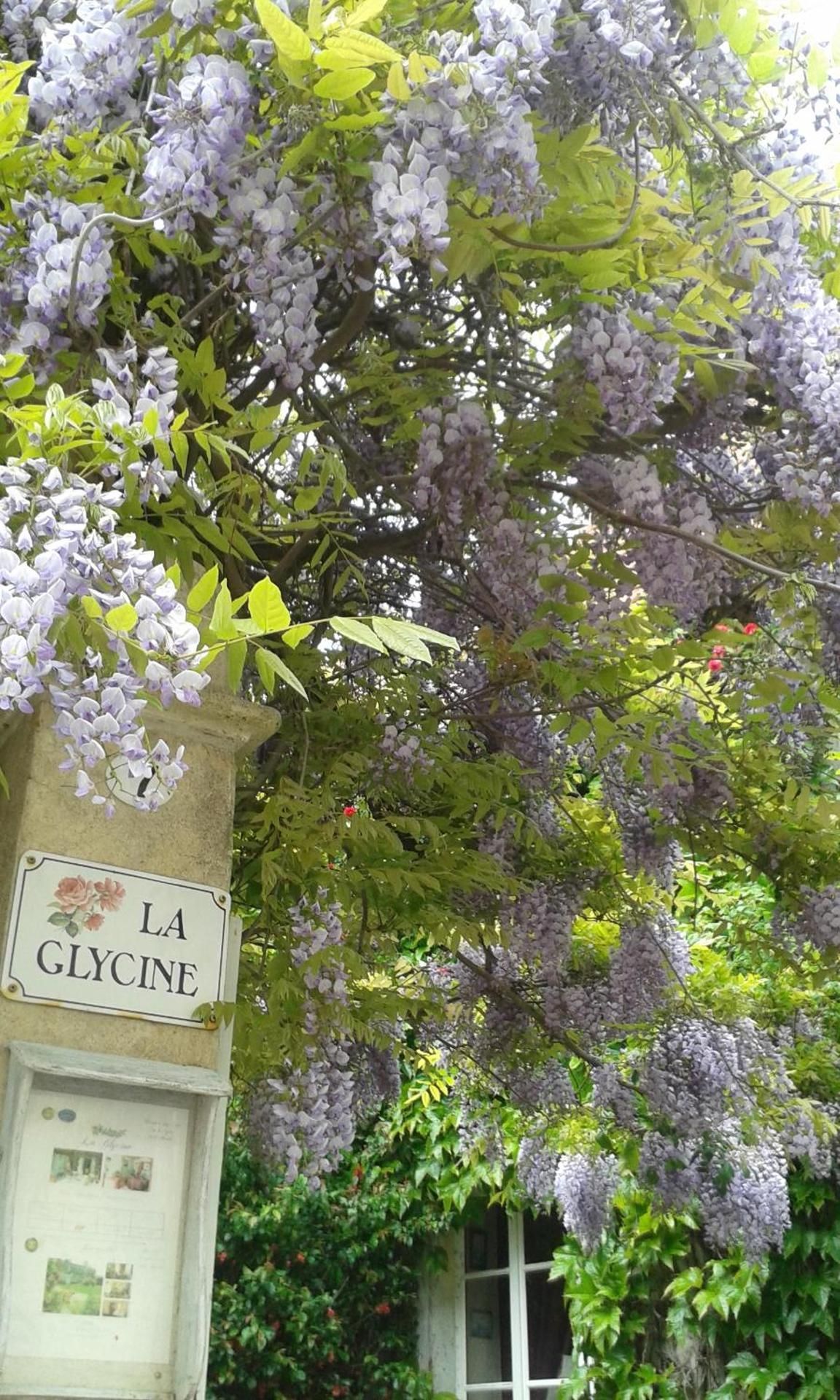 la glycine