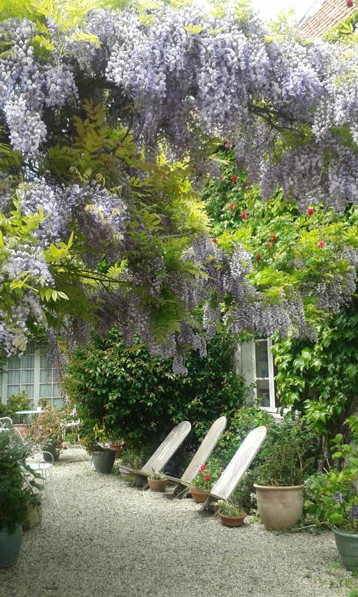 la glycine