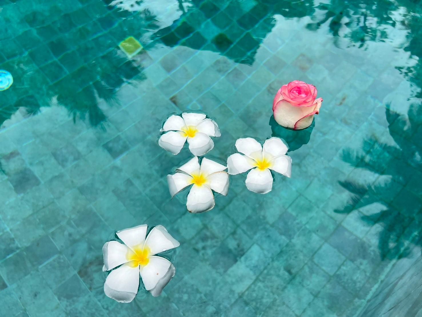 swimming pool [outdoor]