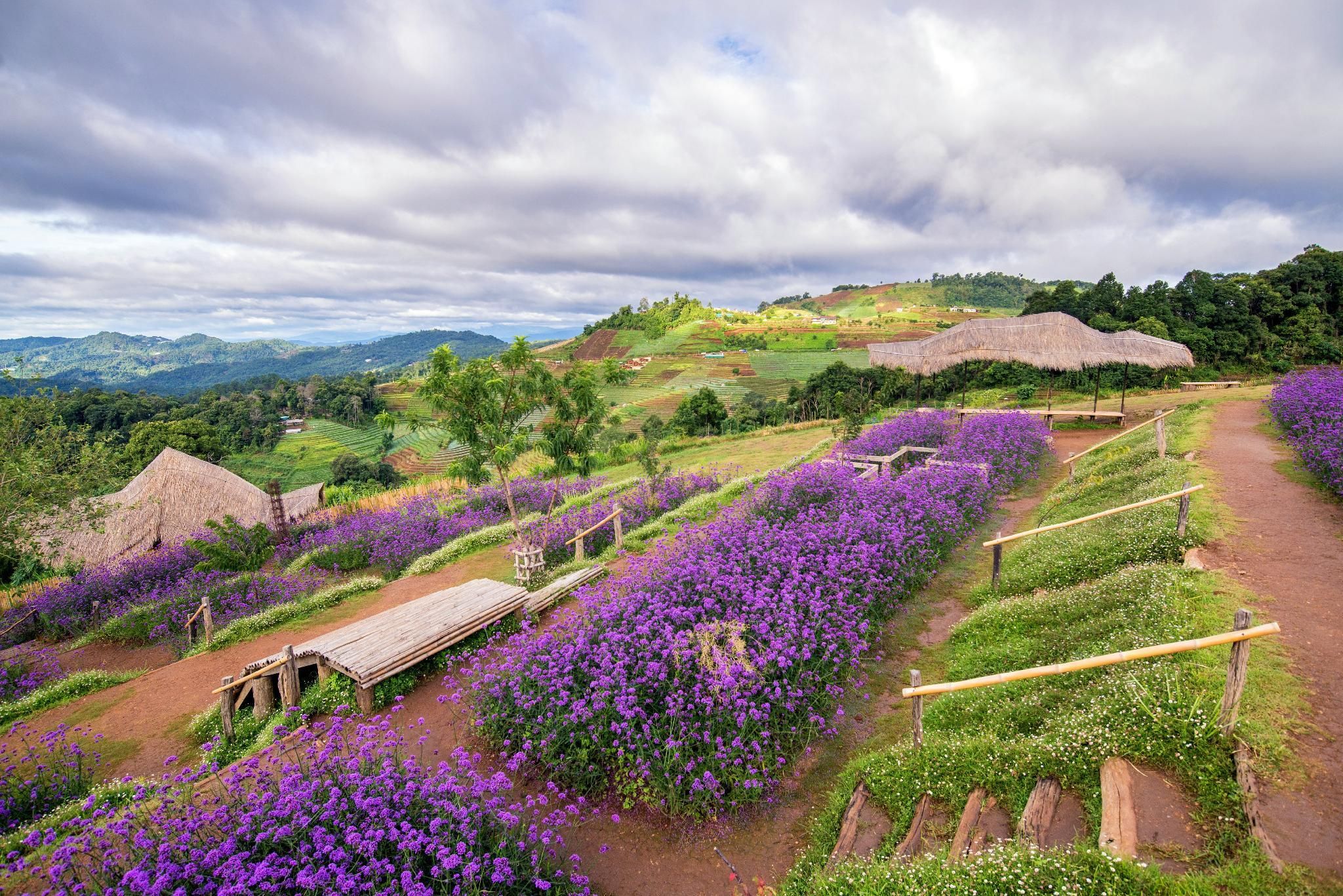 ป๋ายดอยม่อนแจ่ม