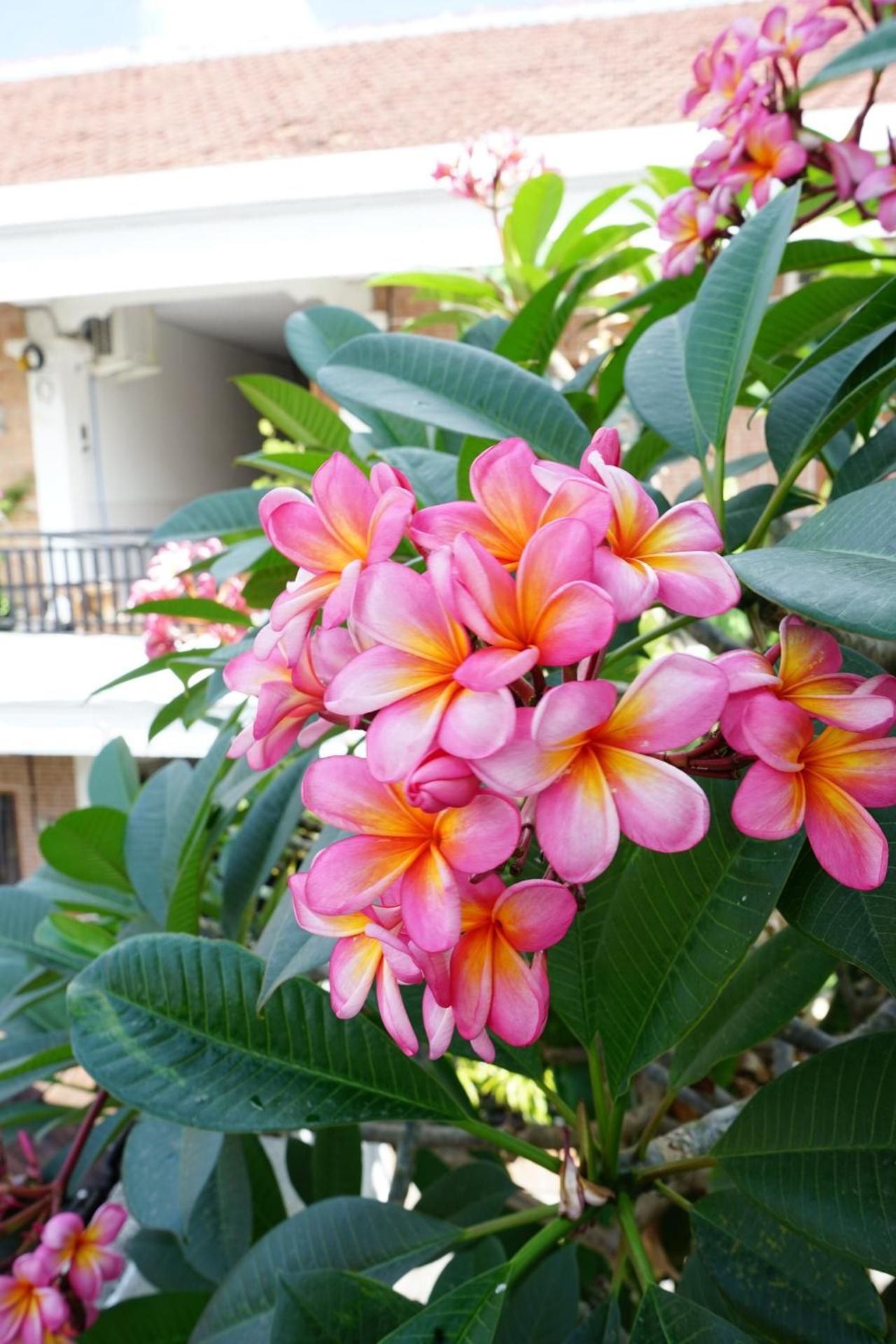 Guesthouse Canggu