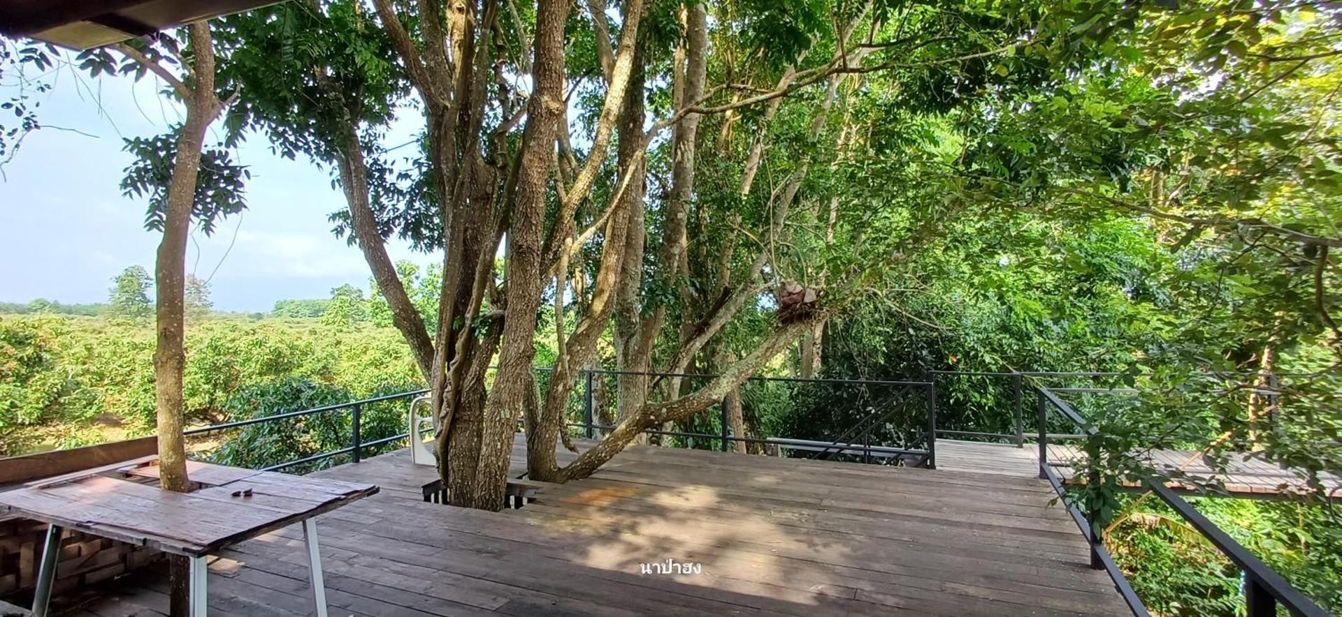 Napahong Treehouse นาป่าฮง Andromeda & Cassiopeia