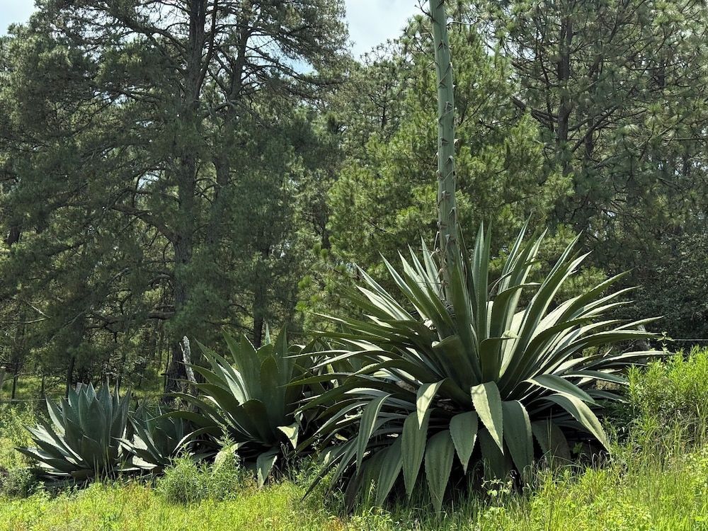 Cabañas Santa Fe Tapalpa Traditional Cabin 24