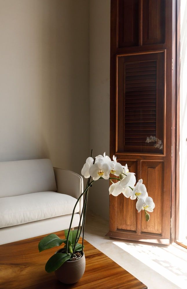 Las Lupitas Hotel Boutique Superior Studio Suite, 2 Queen Beds, Park View 2