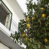 Lemon Hostel Faro