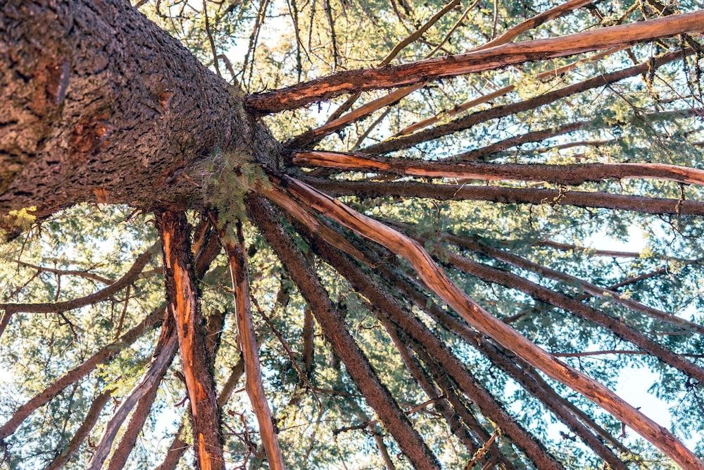 Mays Luxury Farm Stays Yurt On Top - Swim, Hike, Glamp 26