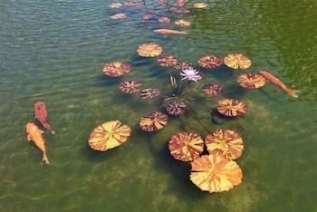 Papakea H107 1 bedroom, 1 bath OceanView 1 Condo by RedAwning Condo, 1 Bedroom 41