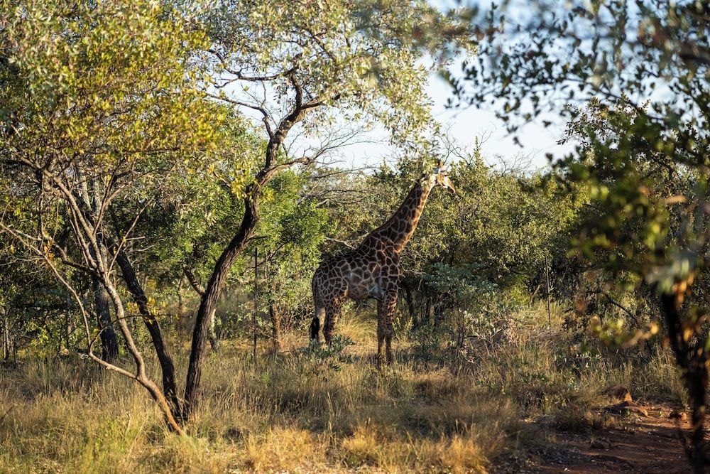 Room in Guest Room - Mmakuba Private Game Lodge, Superior Suite 4