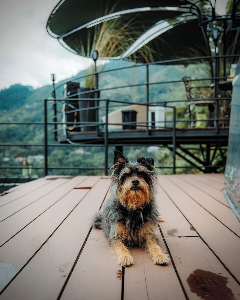 Chamí Glamping Deluxe Bungalow, Patio, Mountain View 5