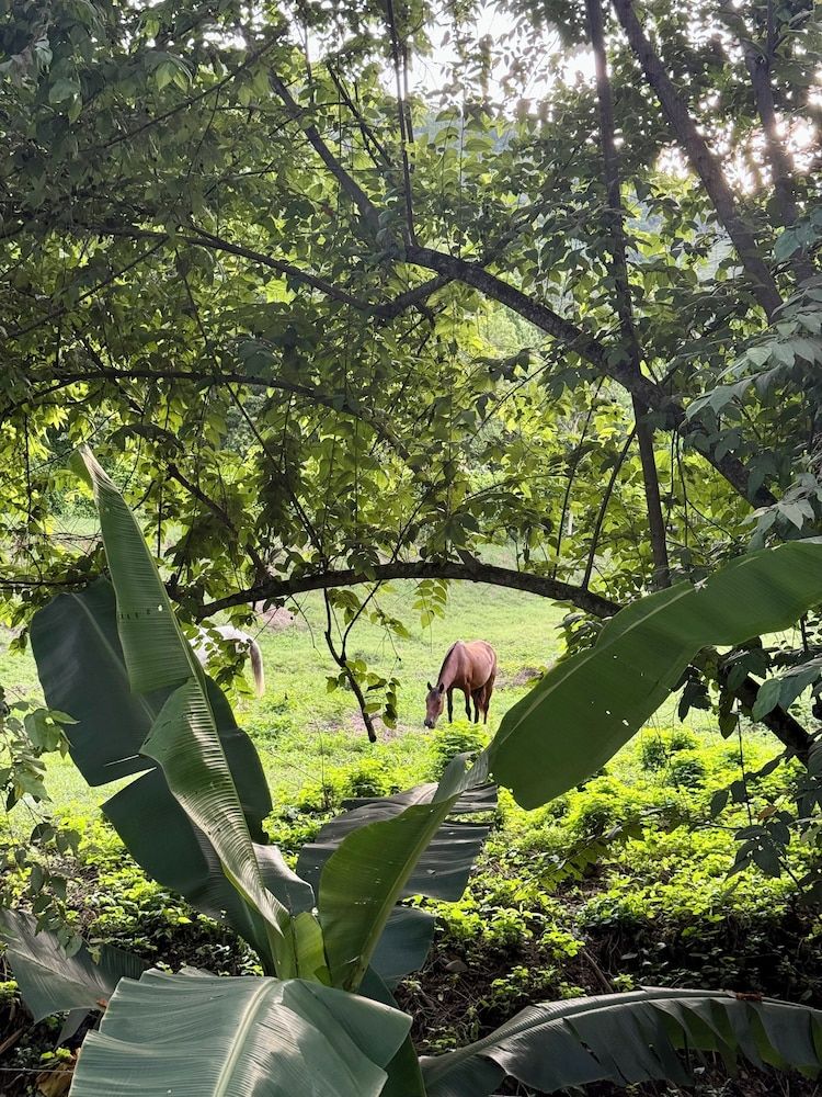 Ivanna Hotel Campestre - Santa Fe de Antioquia Superior Quadruple Room, Balcony, Mountain View 10