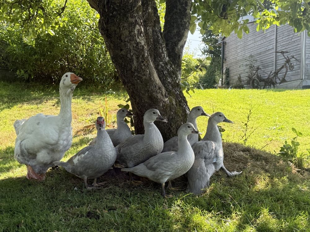 Lydvale Lodge in Lifton Studio 27