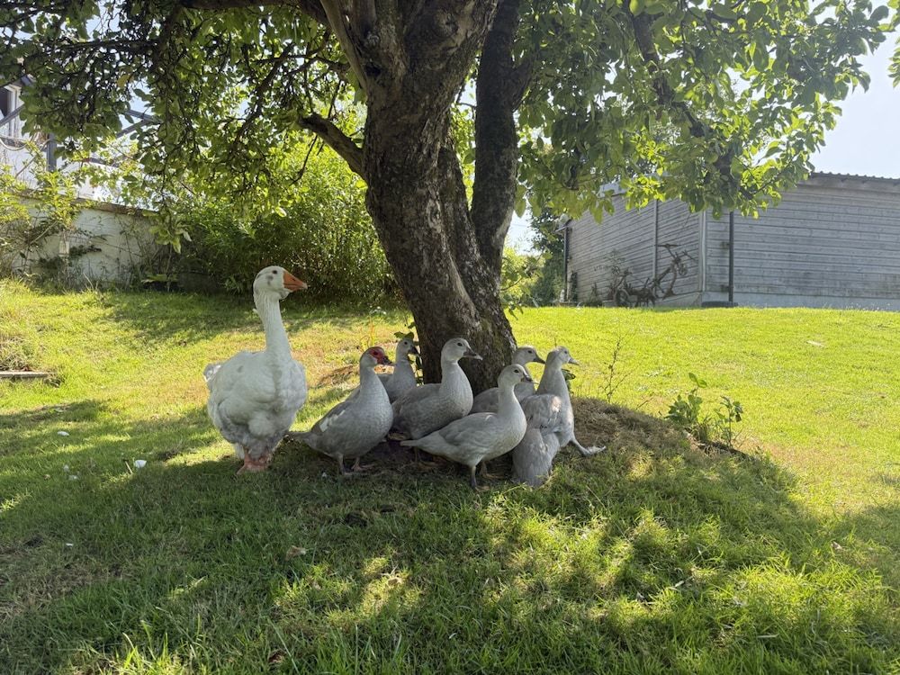 Lydvale Lodge in Lifton Studio 4