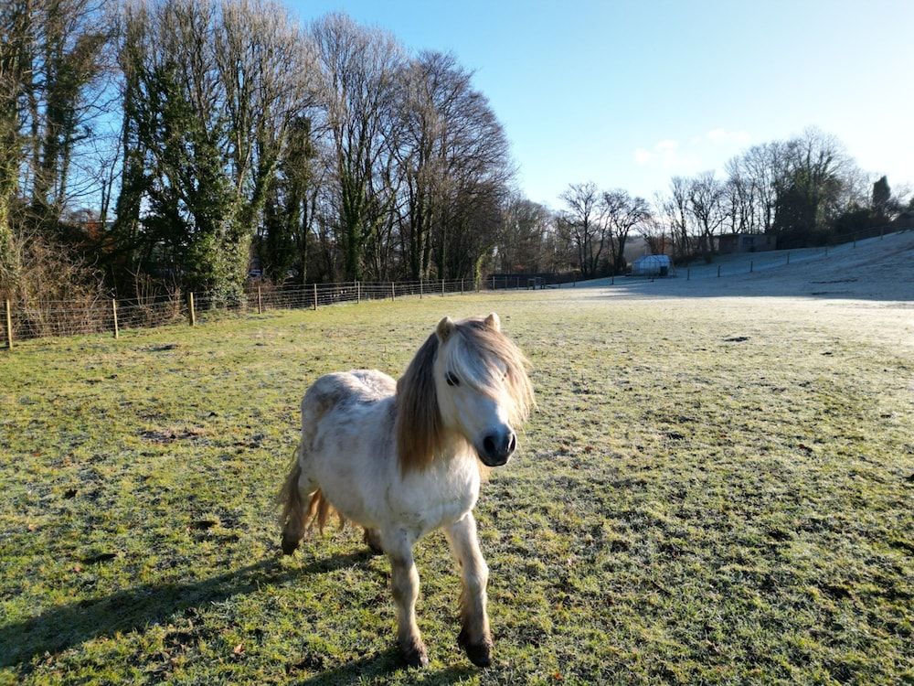 Lydvale Lodge in Lifton Studio 20