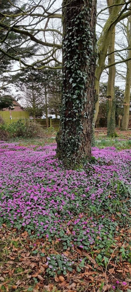 Calm Private Annex Ideal to Work, Rest & Explore House, 1 Bedroom, Garden View 24