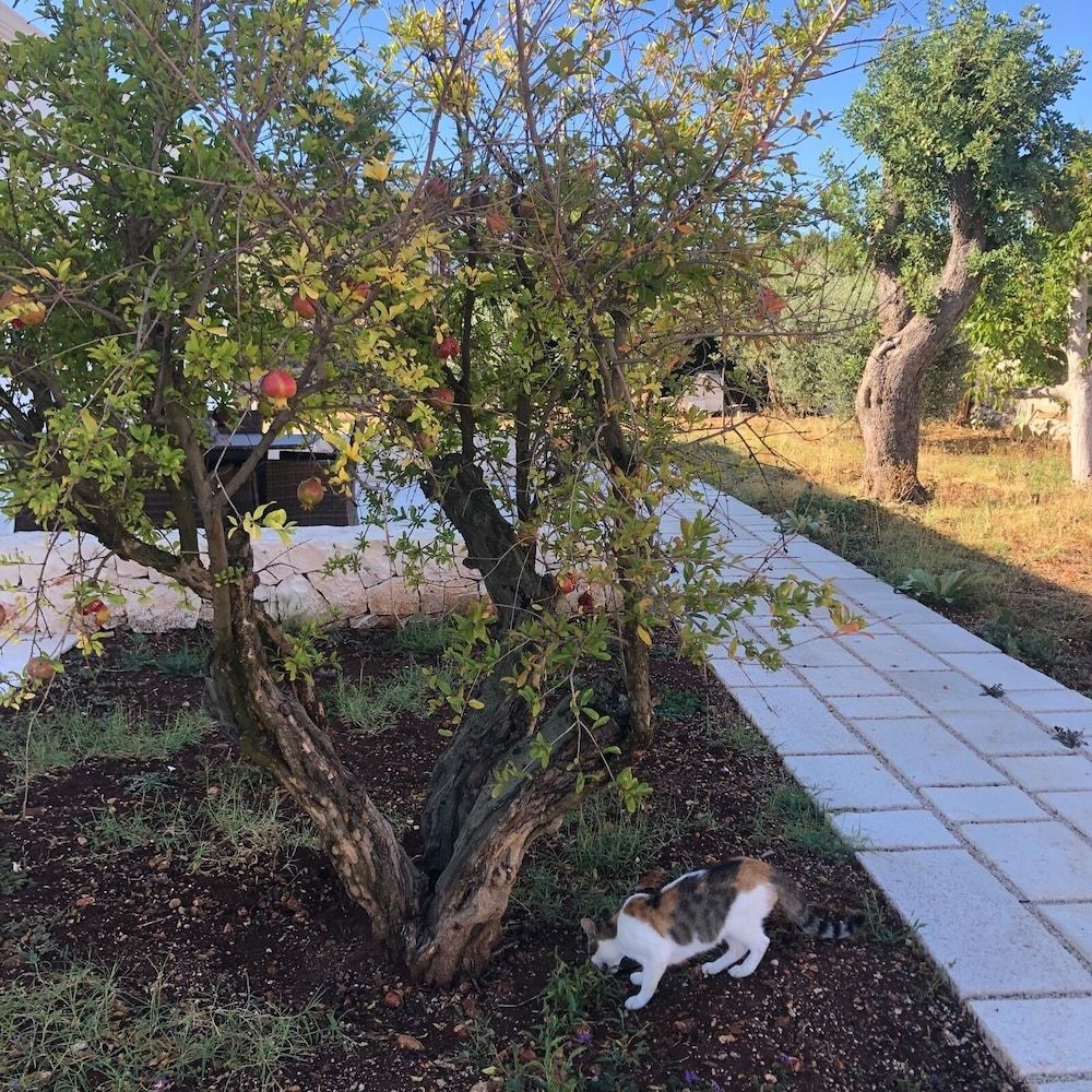 Villa Itriò Comfort Triple Room, Pool View 33