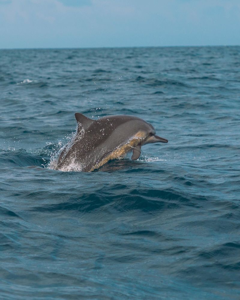Roshanne Beach Resort Superior Quadruple Room, Garden View 8