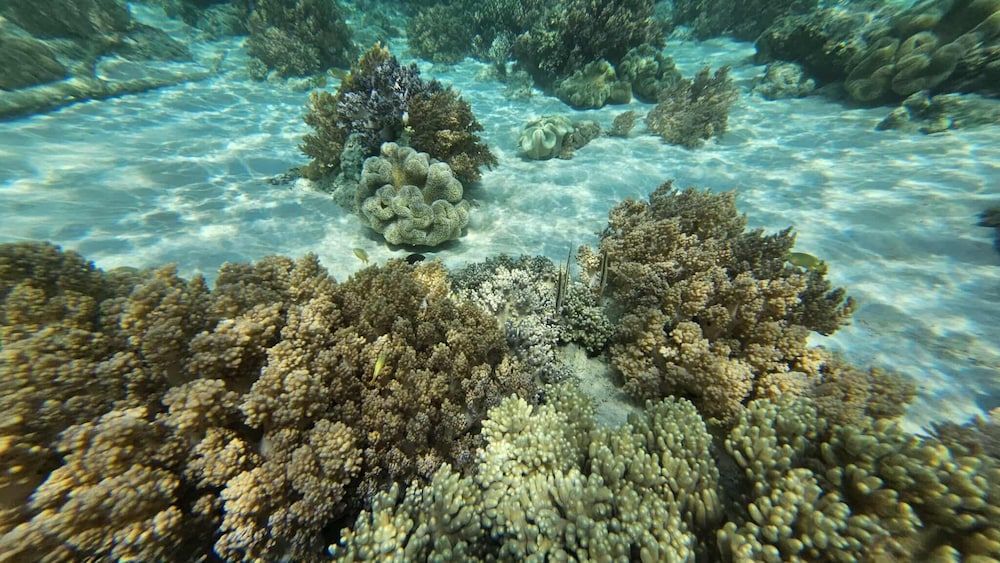 Eagle's Nest Beach Resort- Samal Island Apartment with Balcony 6