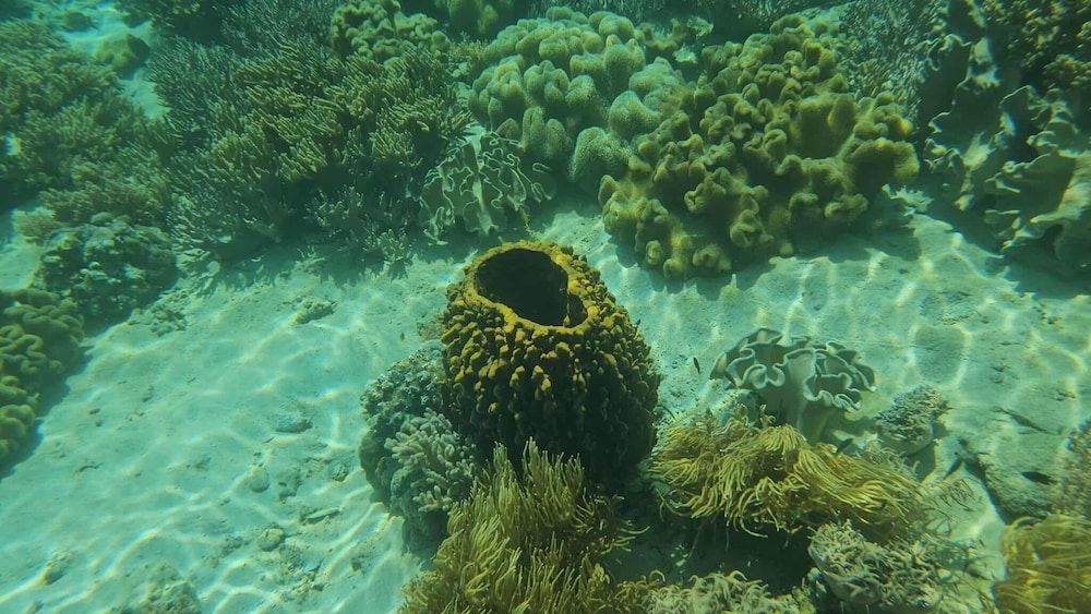 Eagle's Nest Beach Resort- Samal Island Apartment, Sea View 10