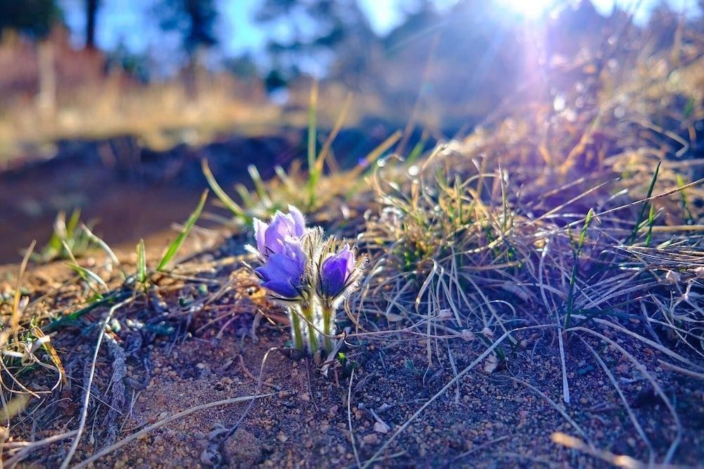 Mount Meeker 26b 1 Bedroom Condo by RedAwning Condo, 1 Bedroom 24