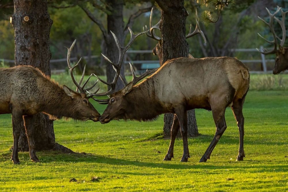 Chiefs Head Peak 21b 2 Bedroom Condo by RedAwning Condo, 2 Bedrooms 34