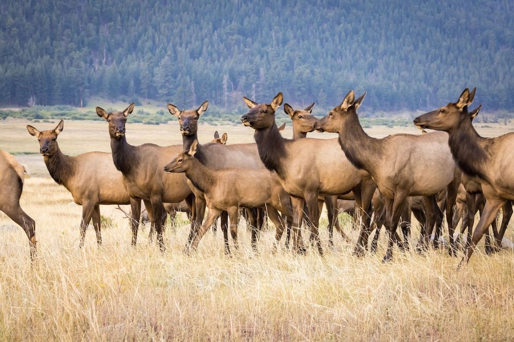 Horsetooth Peak 26C 1 Bedroom Condo by RedAwning Condo, 1 Bedroom 21