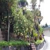 Danau Toba International Cottage