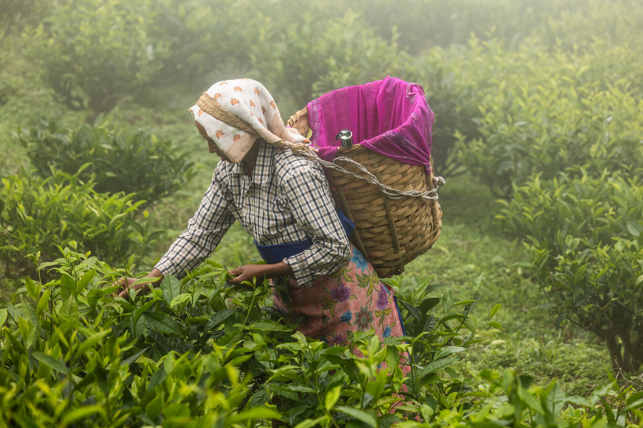 Tea Estate