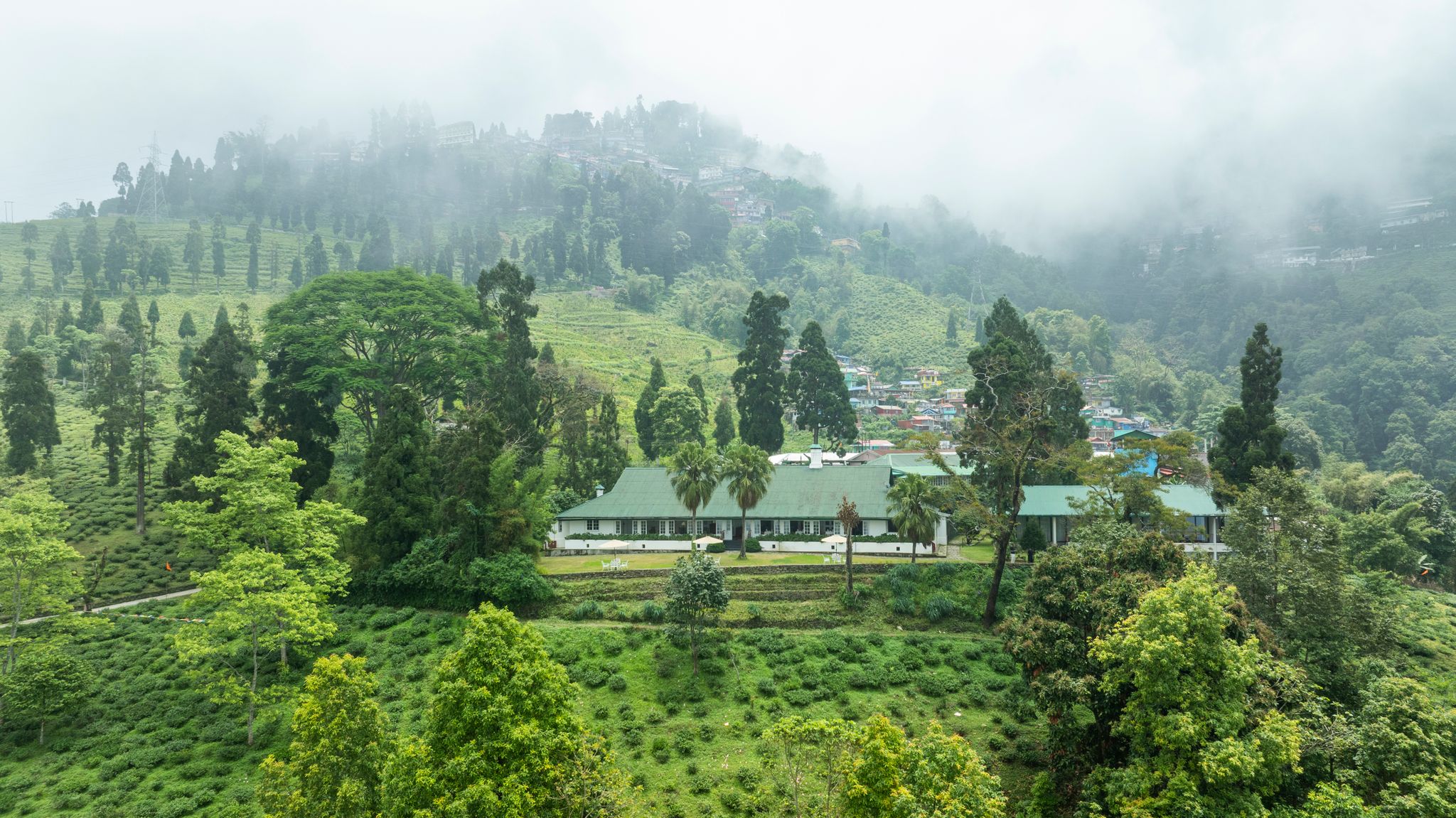 Singell Tea Estate